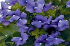 Otacanthus caeruleus